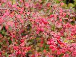 Cotoneaster dammeri Coral Beauty — photo 1