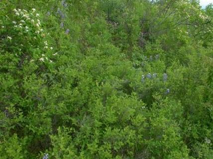 Cotoneaster lucidus — photo 1