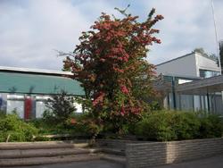 Crataegus laevigata Pauls Scarlet — photo 1