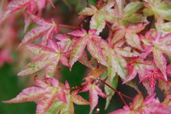 Acer palmatum 'Beni Maiko' — photo 1