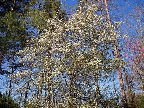 Crataegus phaenopyrum Washington — photo 1