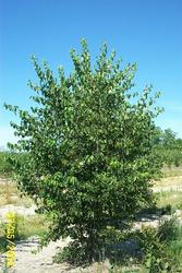 Crataegus phaenopyrum Washington — photo 2