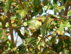 Crataegus viridis 'Winter King' — photo 1