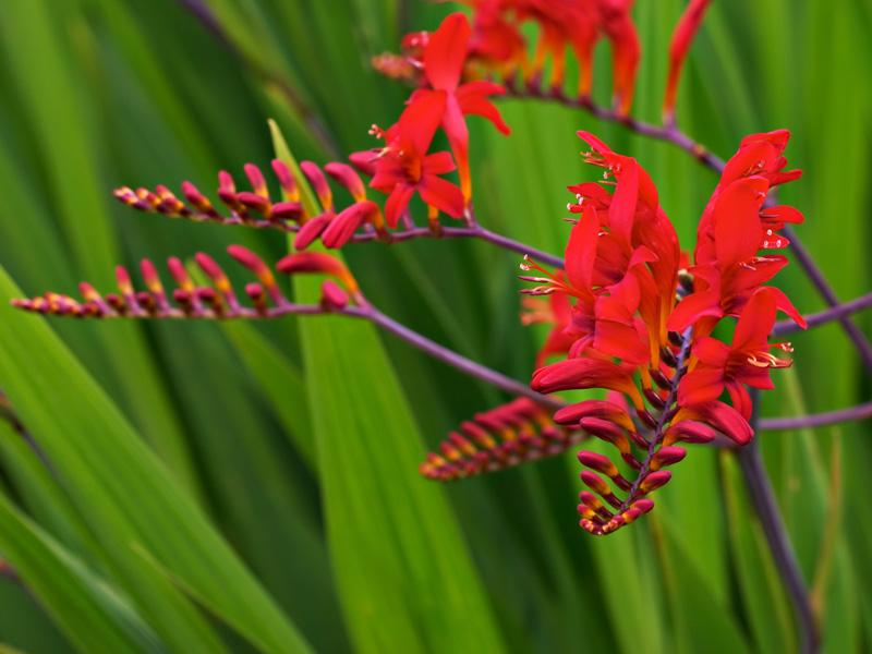 Crocosmia Lucifer — photo 1