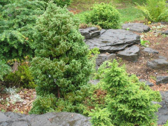 Cryptomeria japonica 'Tansu' — photo 1
