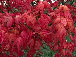 Acer palmatum 'Beni Maiko' — photo 2
