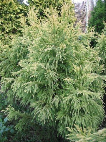 Cryptomeria japonica Sekkan-sugi — photo 1