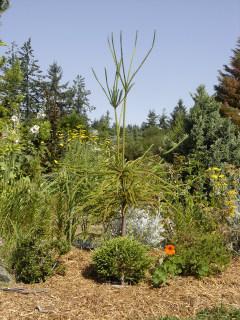 Cryptomeria japonica 'Vilmoriniana' — photo 1
