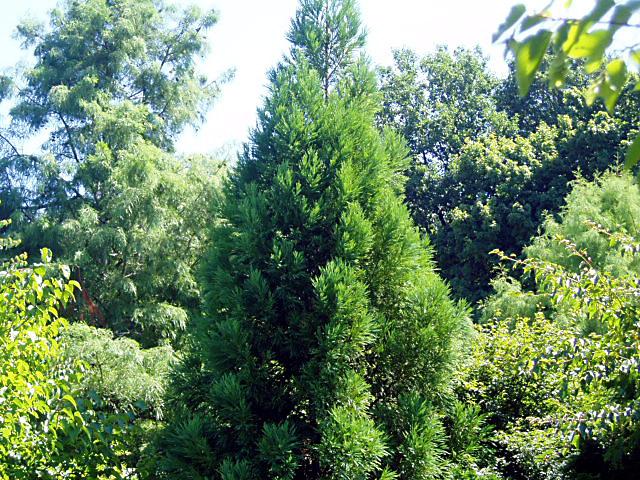 Cryptomeria japonica Yoshino — photo 1