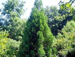 Cryptomeria japonica Yoshino — photo 1