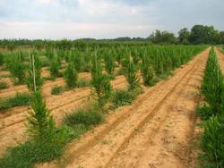 Cryptomeria japonica Yoshino — photo 2