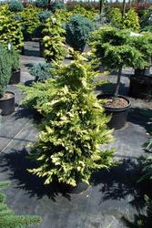 Cupressocyparis leylandii Gold Rider — photo 1