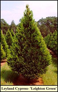 Cupressocyparis leylandii Leighton Green — photo 1