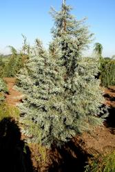 Cupressus glabra Blue Ice — photo 1