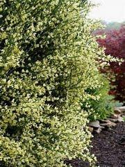 Cytisus scheideckeri Moonlight — photo 1