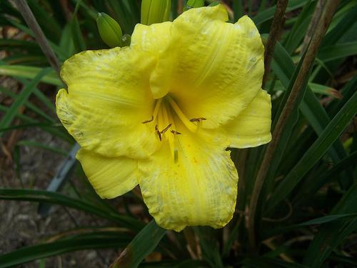 Hemerocallis Lemon Lollipop' — photo 1