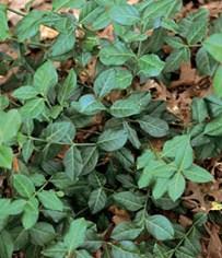 Euonymus fortunei 'Coloratus' — photo 1