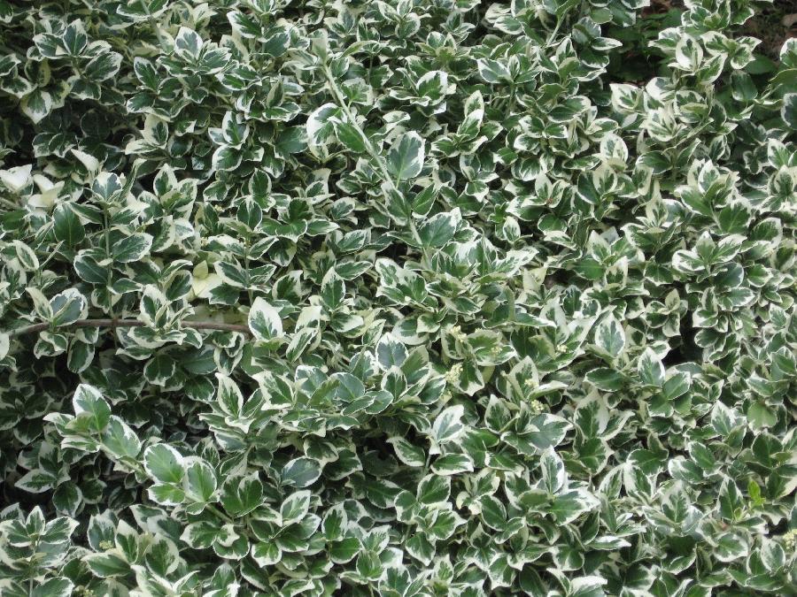 Euonymus fortunei 'Emerald Gaiety' — photo 1