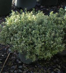 Euonymus japonicus Silver Princess — photo 1