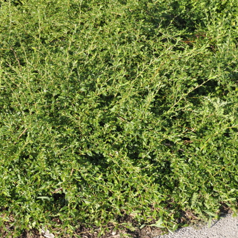 Cotoneaster salicifolia 'Scarlet Leader' — photo 1