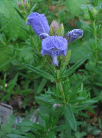 Disanthus cercidifolius — photo 1