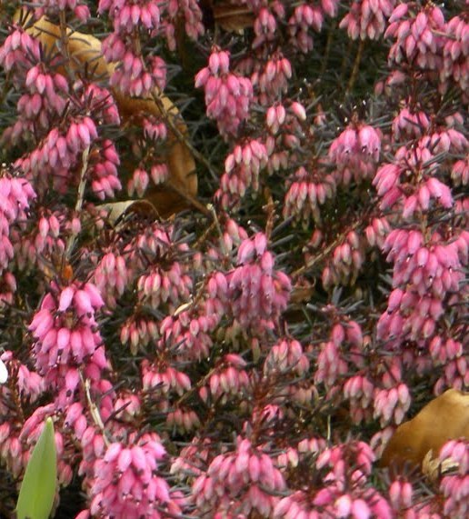 Erica carnea Ice Princess