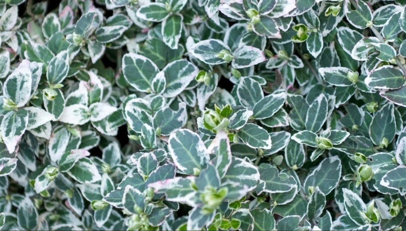 Euonymus fortunei Argenteo-marginata'