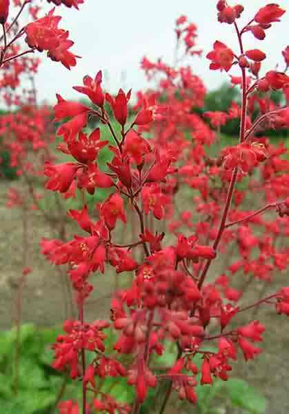 Heuchera sanguinea 'Firefly' — photo 1