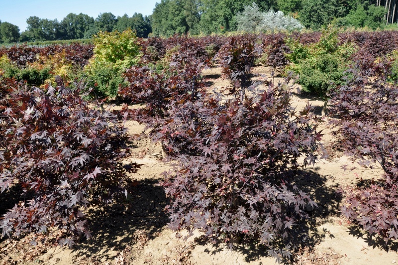 Acer palmatum 'Hefner's Red Select' — photo 1