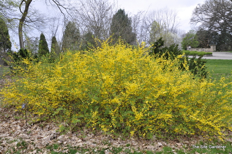 Forsythia hybrid New Hampshire Gold — photo 1