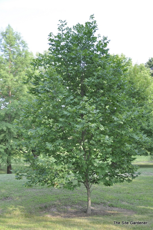 Fraxinus americana Royal Purple — photo 1