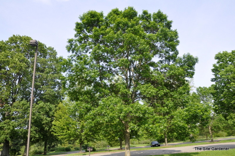 Fraxinus pennsylvanica 'Patmore' — photo 1