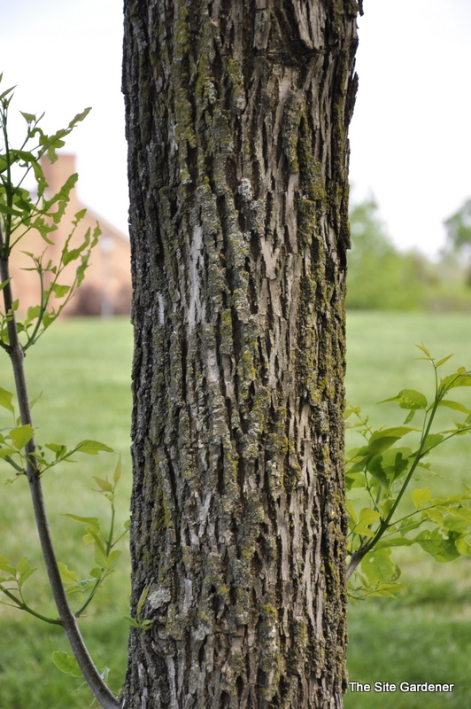 Fraxinus penn.'Summit' — photo 1
