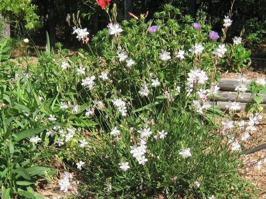 Gaura lindheimeri 'Whirling Butterflies'