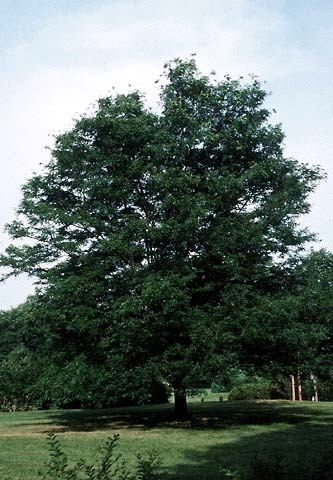Gleditsia triacanthos inermis 'Havre'