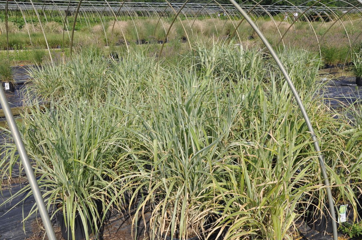 Miscanthus sinensis Cosmopolitan