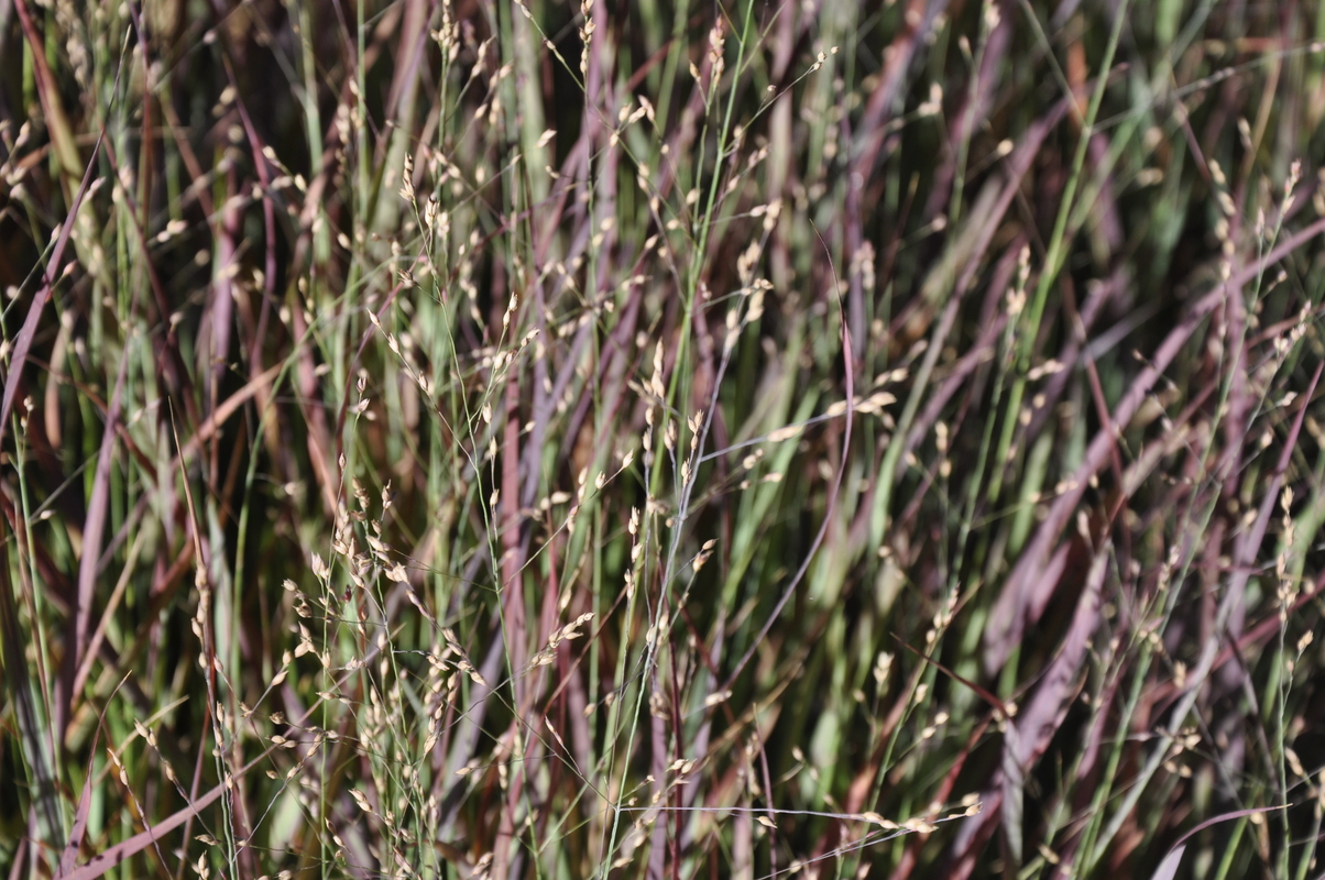 Panicum virgatum ?Prairie Sky