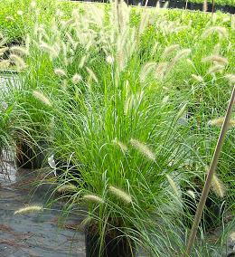 Grass Pen. Fountain