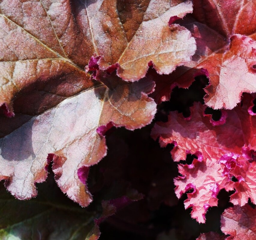 Heuchera Raspberry Ice — photo 1