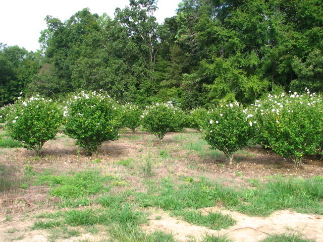Hibiscus syriacus 'Diana' — photo 1