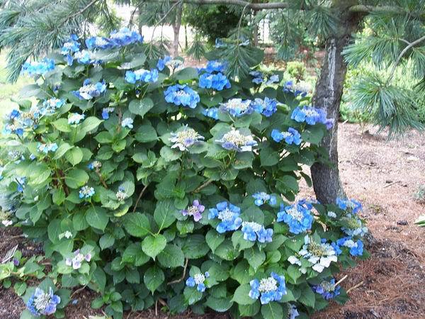 Hydrandgea Macrophylla Teller Shower — photo 1