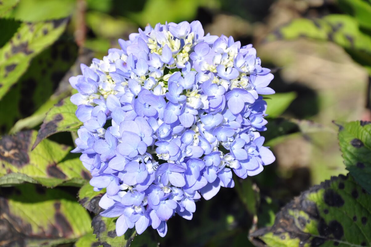 Hydrangea macrophylla 'All Summer Beauty' — photo 1