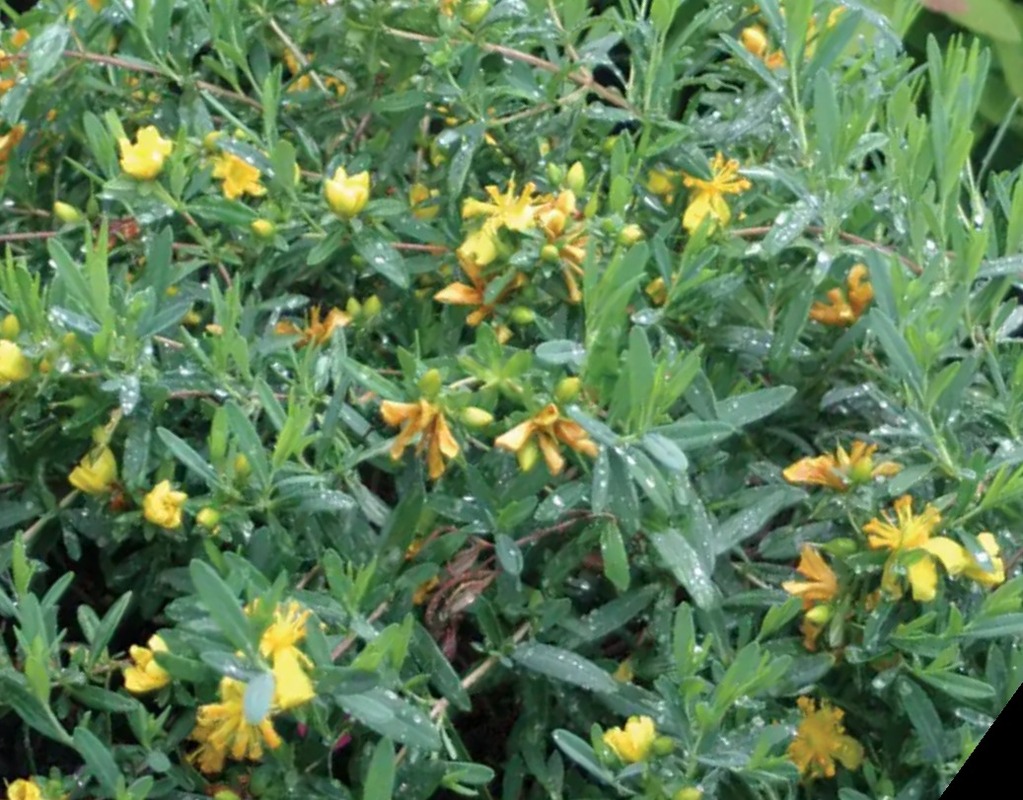 Hypericum androsaemum 'Blue Velvet' — photo 1