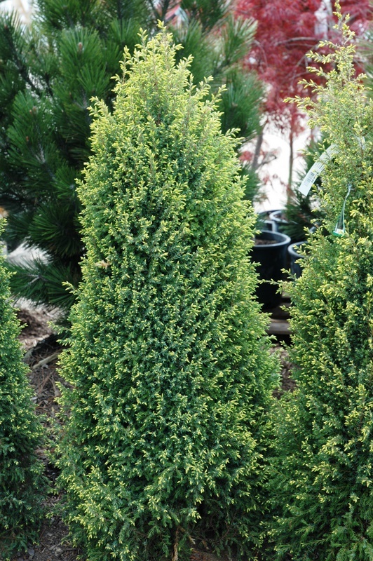 Juniperus communis Gold Cone — photo 1