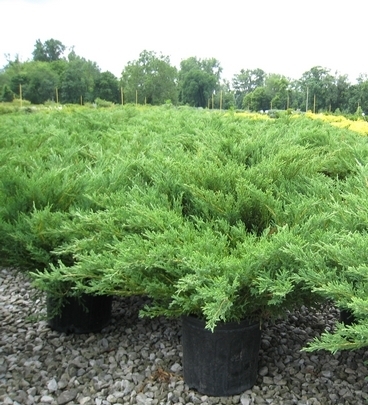 Juniperus horizontalis 'Youngstown' — photo 1