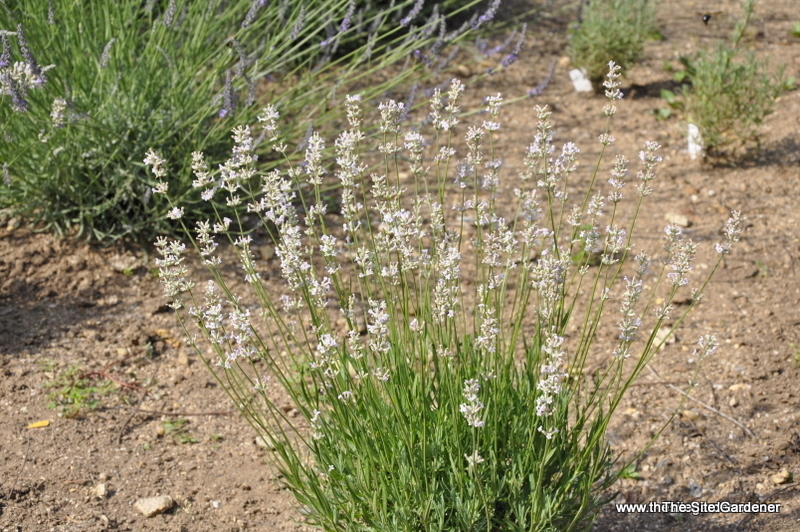 Lavandula angustifolia Sarah — photo 1