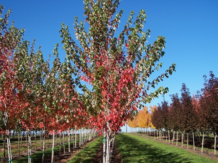 Acer rubrum 'Sun Valley' - The Site Gardener