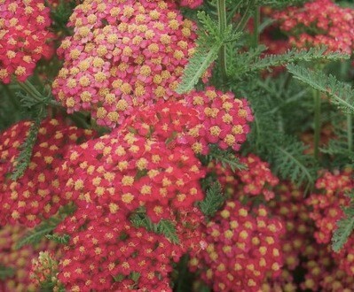 Achillea millefolium 'Strawberry Seduction' pp 1801 — photo 1