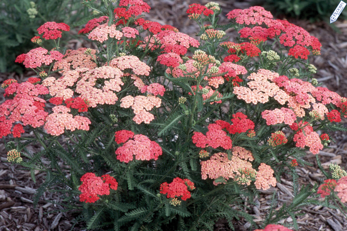 Achillea millefolium Tutti Frutti 'Apricot Delight' USPP #18738 — photo 1