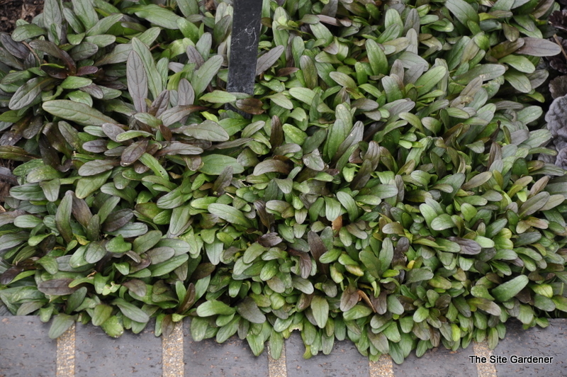 Ajuga x 'Chocolate Chip' — photo 1